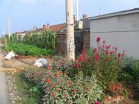 Albums/20060800-China Aug 2006/20060809-Shenyang - Guoqi Village/6